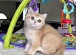 Golden British shorthair girl TICA registered - Brazilian Shorthair Kitten For Sale - Boston, MA, US