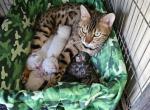 Bengals - Bengal Kitten For Sale - 