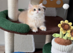 Golden - British Shorthair Kitten For Sale - San Jose, CA, US