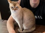 Max - Singapura Kitten For Sale