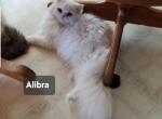 ALIBRA - Himalayan Cat For Sale - East Concord, NY, US