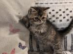 Rachel - Exotic Kitten For Sale - Talco, TX, US