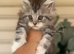 Brandi - Maine Coon Kitten For Sale - Coldwater, OH, US