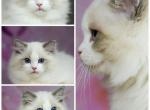 Ragdoll Kittens - Ragdoll Kitten For Sale - Amelia Court House, VA, US