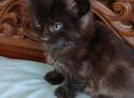 QuadPoly Onxy of Beauty - Polydactyl Kitten For Sale - Menominee, MI, US