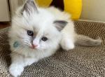 Serafina - Ragdoll Kitten For Sale - Newark, DE, US