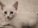 Ragamese Kitten  Hera aka Dotty - Ragdoll Kitten For Sale - 