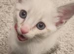 Ragamese Kitten  Athena - Ragdoll Kitten For Sale - 
