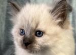 Tutu - Siberian Kitten For Sale - Saint Clair, MO, US