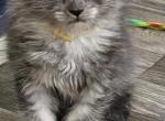 Yellow female - Maine Coon Kitten For Sale - 