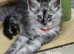 Red male - Maine Coon Kitten For Sale - George, WA, US