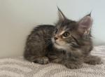 Jax - Maine Coon Kitten For Sale - KY, US