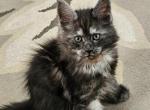 Orange female - Maine Coon Kitten For Sale - 