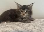 Juno - Maine Coon Kitten For Sale - KY, US