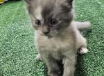 Girly - Maine Coon Kitten For Sale - 