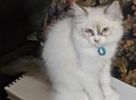 Blue male - Ragdoll Kitten For Sale - George, WA, US