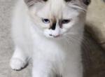 Purple female - Ragdoll Kitten For Sale - George, WA, US