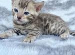 Mocha snow sepia - Bengal Kitten For Sale - Teaneck, NJ, US