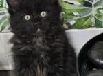 Black male 1 - Maine Coon Kitten For Sale - George, WA, US