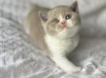 Dumpling - British Shorthair Kitten For Sale - NJ, US