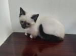 Snowshoe Munchkin - Munchkin Kitten For Sale - Coshocton, OH, US