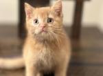 Simba - British Shorthair Kitten For Sale - NJ, US