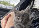Rue - Maine Coon Kitten For Sale - Lebanon, OR, US