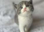Blueberry - British Shorthair Kitten For Sale - NJ, US