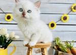 Sundance - Ragdoll Kitten For Sale - FL, US