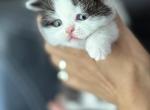 Panda - British Shorthair Kitten For Sale - NJ, US