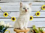 Jesse James - Ragdoll Kitten For Sale - FL, US