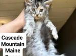 Freaky - Maine Coon Kitten For Sale - Lebanon, OR, US