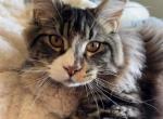 Bowser - Maine Coon Kitten For Sale - Lebanon, OR, US