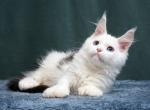 July Polydactyl - Maine Coon Cat For Sale - Hollywood, FL, US