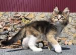 Vernon - Maine Coon Kitten For Sale - Hollywood, FL, US