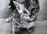 Male Silver Bengal - Bengal Kitten For Sale - Glen Allen, VA, US