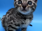 Mink Bengal - Bengal Kitten For Sale - Glen Allen, VA, US