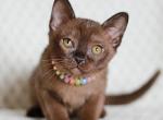 Vanessa - Burmese Kitten For Sale - Norwalk, CT, US