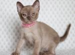Vaiana - Burmese Kitten For Sale