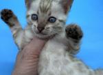 Male Snow Lynx - Bengal Kitten For Sale - 
