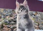 Westminster - Maine Coon Kitten For Sale - Miami, FL, US