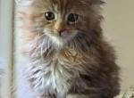 Lady - Maine Coon Kitten For Sale - Lebanon, OR, US