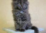 Julia - Maine Coon Kitten For Sale - Brooklyn, NY, US