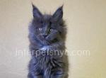 Judy - Maine Coon Kitten For Sale - Brooklyn, NY, US