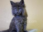 Juliet - Maine Coon Kitten For Sale - Brooklyn, NY, US