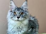 Persik - Maine Coon Kitten For Sale - Brooklyn, NY, US