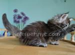 Wanda - Maine Coon Kitten For Sale - Brooklyn, NY, US