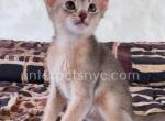 Merry - Abyssinian Kitten For Sale - Brooklyn, NY, US