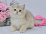 XRay - British Shorthair Kitten For Sale - Brooklyn, NY, US