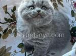 Barbos - Scottish Fold Kitten For Sale - Brooklyn, NY, US